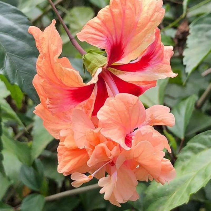 Hibiscus Plants Live, Hibiscus Plants Live, Easy to Plant, Hibiscus Tree Live Plant, Perennial Flower Tree, Peach Hibiscus