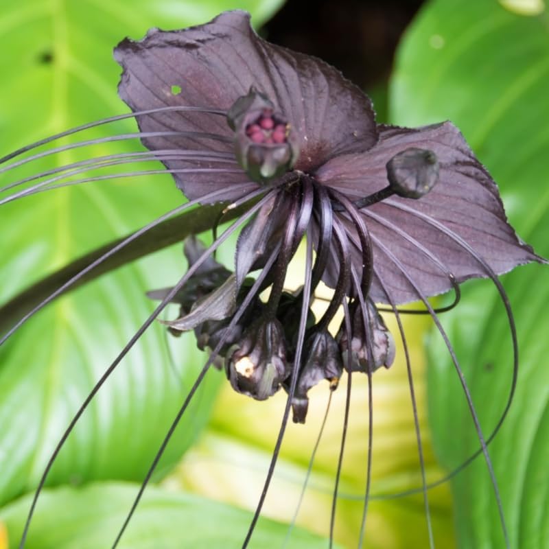 Bat Orchid Plant Live for Planting, in 2 Inch Pot, Tacca Chantrieri Flower Live Plants, Houseplants Live to Grow (White)