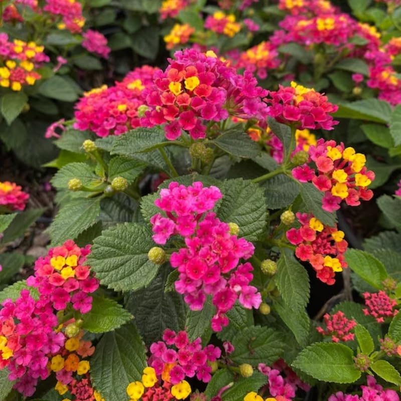Lot 4 Bright Pink Lantana Live Plants for Planting Outdoors, Lantana Plants Live, Perennial Colorful Flowers Starter Lantana Plant