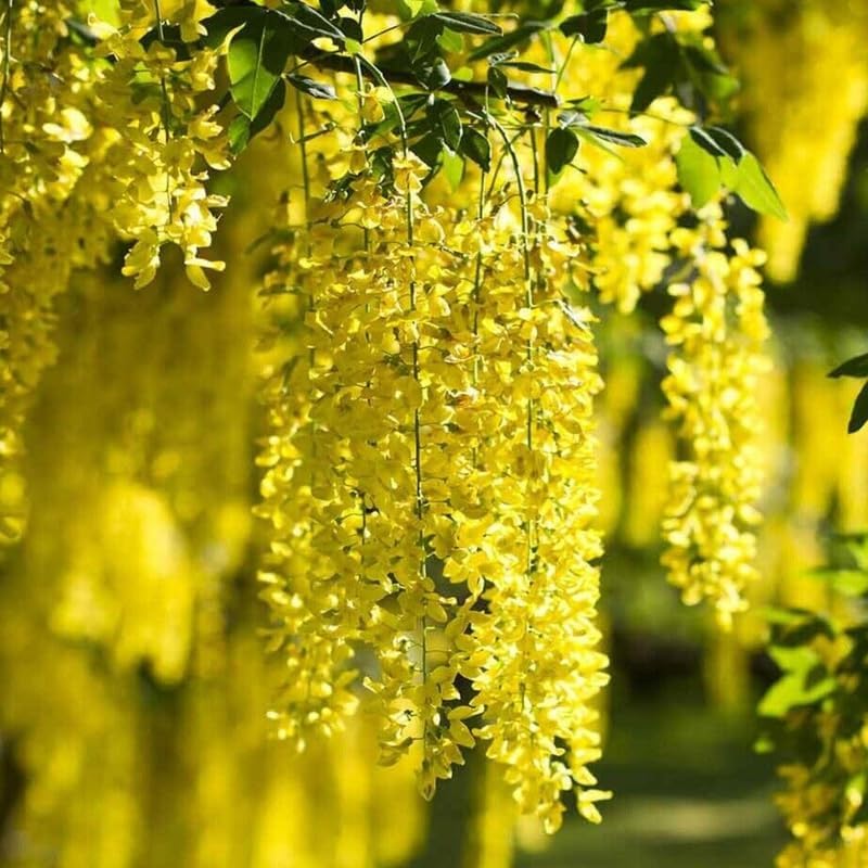 1 Yellow Wisteria Golden Chain Tree Live Plant for Planting 30 to 42 Inches Tall, Golden Wisteria Trees Live Plants to Grow