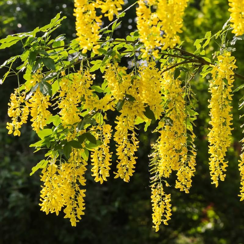 1 Yellow Wisteria Golden Chain Tree Live Plant for Planting 30 to 42 Inches Tall, Golden Wisteria Trees Live Plants to Grow