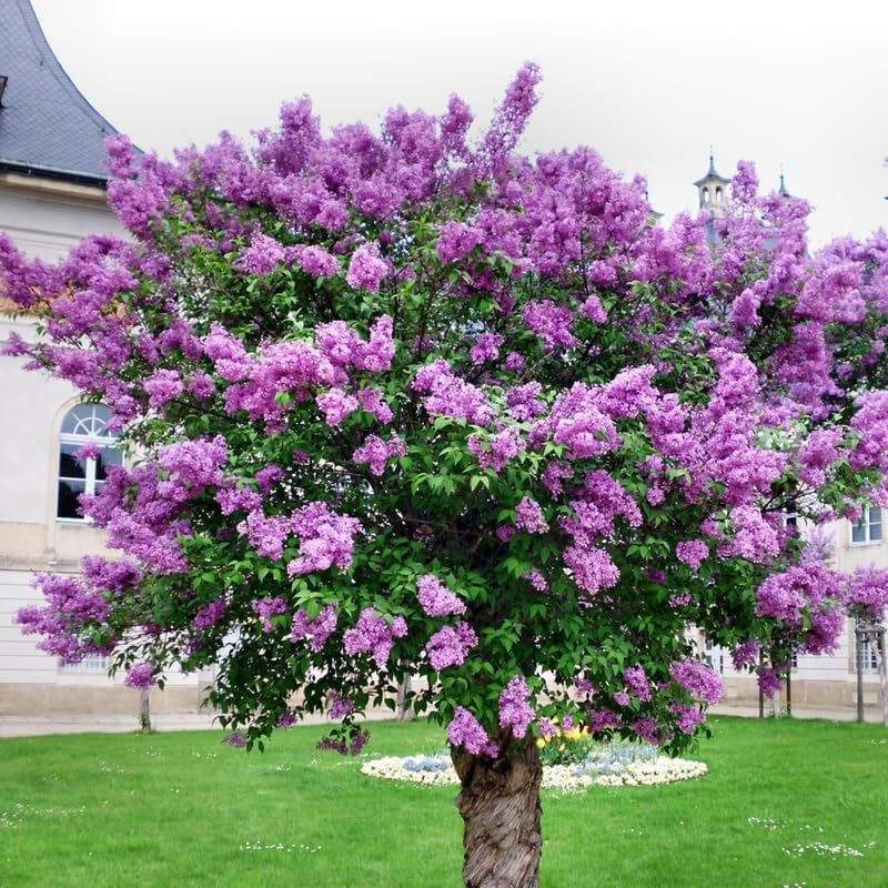 Old Fashion Lilac Plant Live for Planting, in Pot, Purple Lilac Bush Live Plant, 20 to 30 Inches Height, Fragrant Flowers to Grow, Fully Rooted with Soil