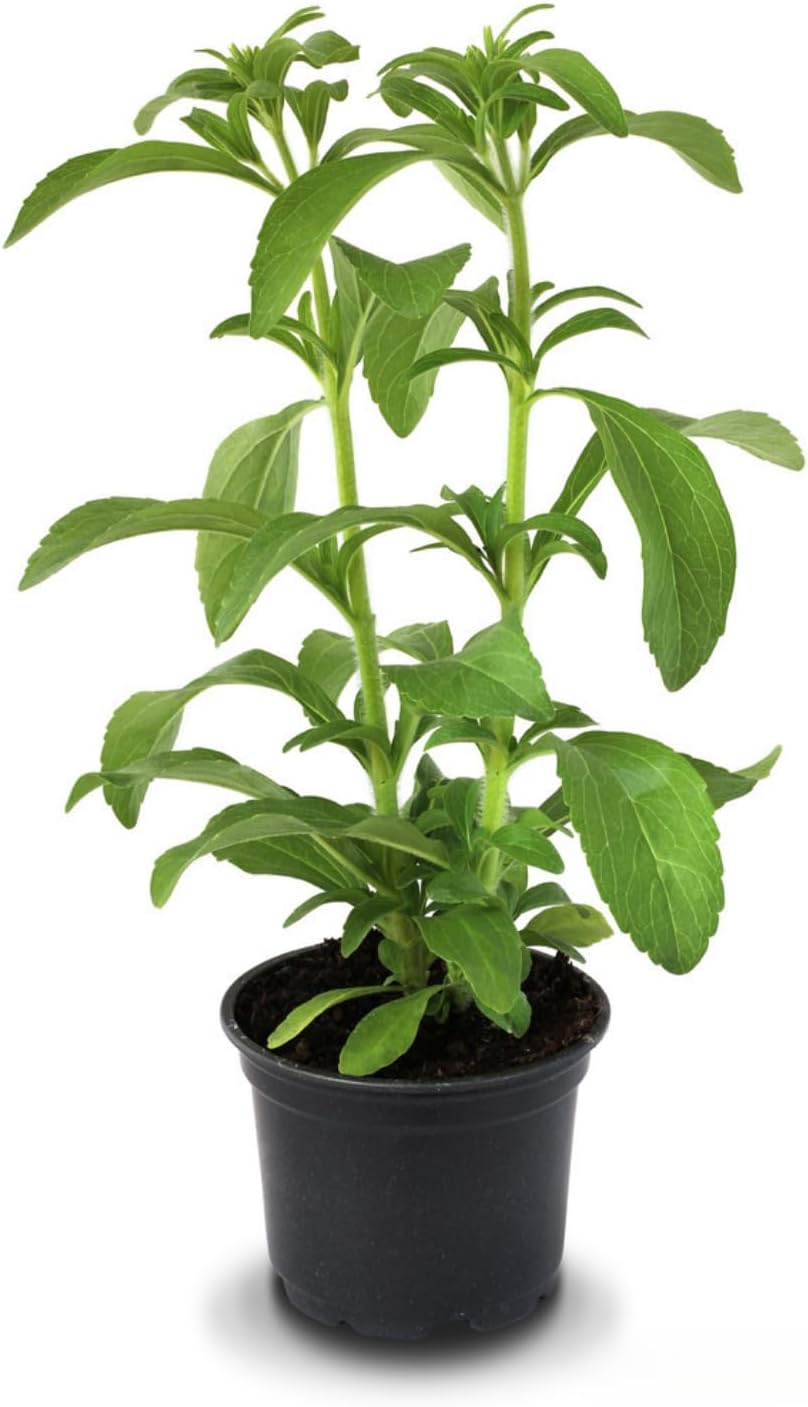 2 Stevia Live Plants, Stevia Plant Live, Herb Plant Indoor, Stevia Starter Plants