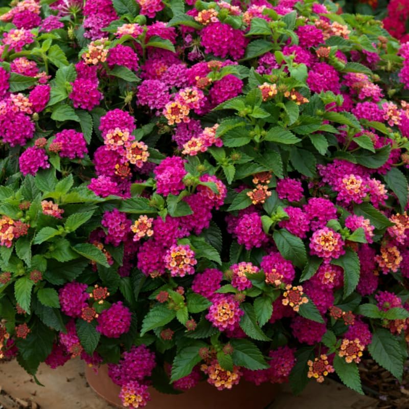Lot 4 Bright Pink Lantana Live Plants for Planting Outdoors, Lantana Plants Live, Perennial Colorful Flowers Starter Lantana Plant