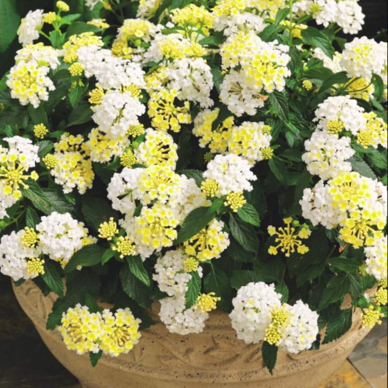 Set 2 Yellow Lantana Live Plants for Planting Outdoors, Lantana Plants Live, Well Rooted, Perennial Flower Planting