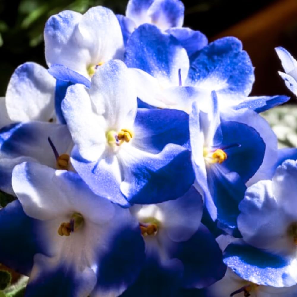 African Violets Live Plants Houseplants, Blue White African Violet Flower 4 Inches Pot, Live Plant Indoor Ready to Grow Your Garden, African Violet Flowers