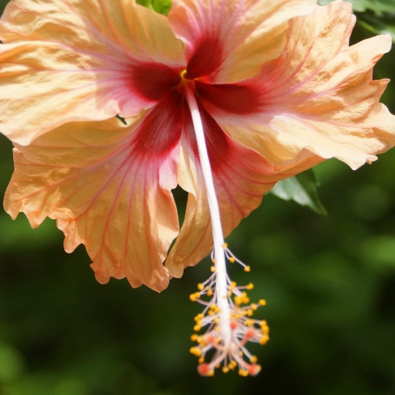 Hibiscus Plants Live, Hibiscus Plants Live, Easy to Plant, Hibiscus Tree Live Plant, Perennial Flower Tree, Peach Hibiscus