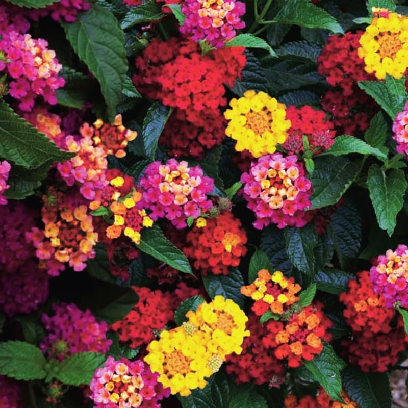 Set 2 Yellow Lantana Live Plants for Planting Outdoors, Lantana Plants Live, Well Rooted, Perennial Flower Planting