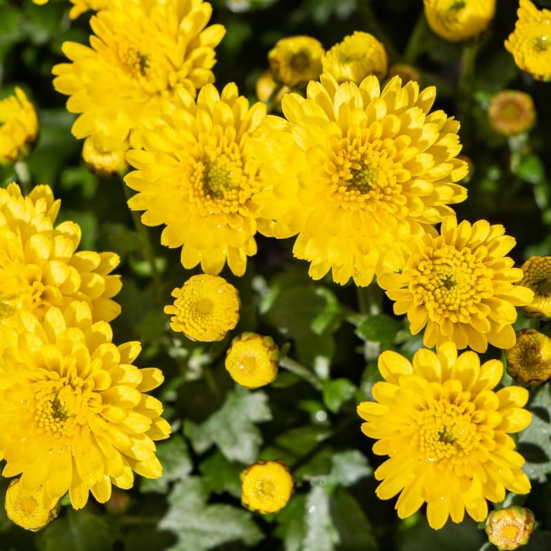 Pack 3 Orange Chrysanthemum Plants, Mums Plants Live, 3 to 6 Inch Tall Garden Mum Live Plant, Vibrant Fall Blooms, Hardy Chrysanthemum Flowers, No Pot