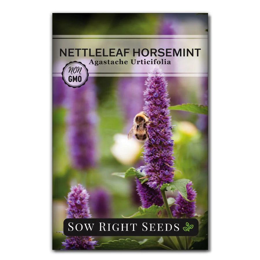 Nettleleaf Horsemint