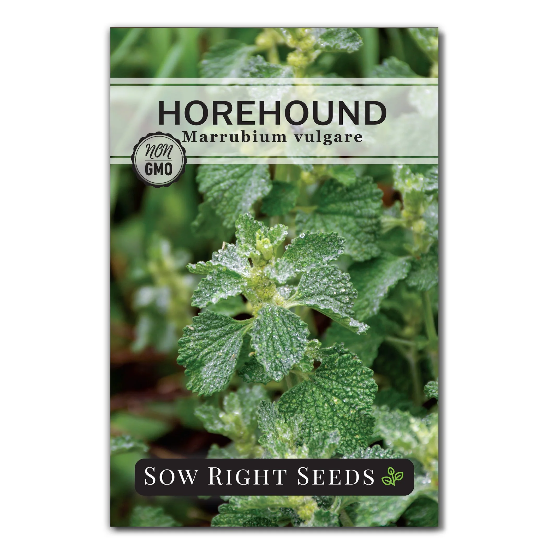 Horehound Seeds