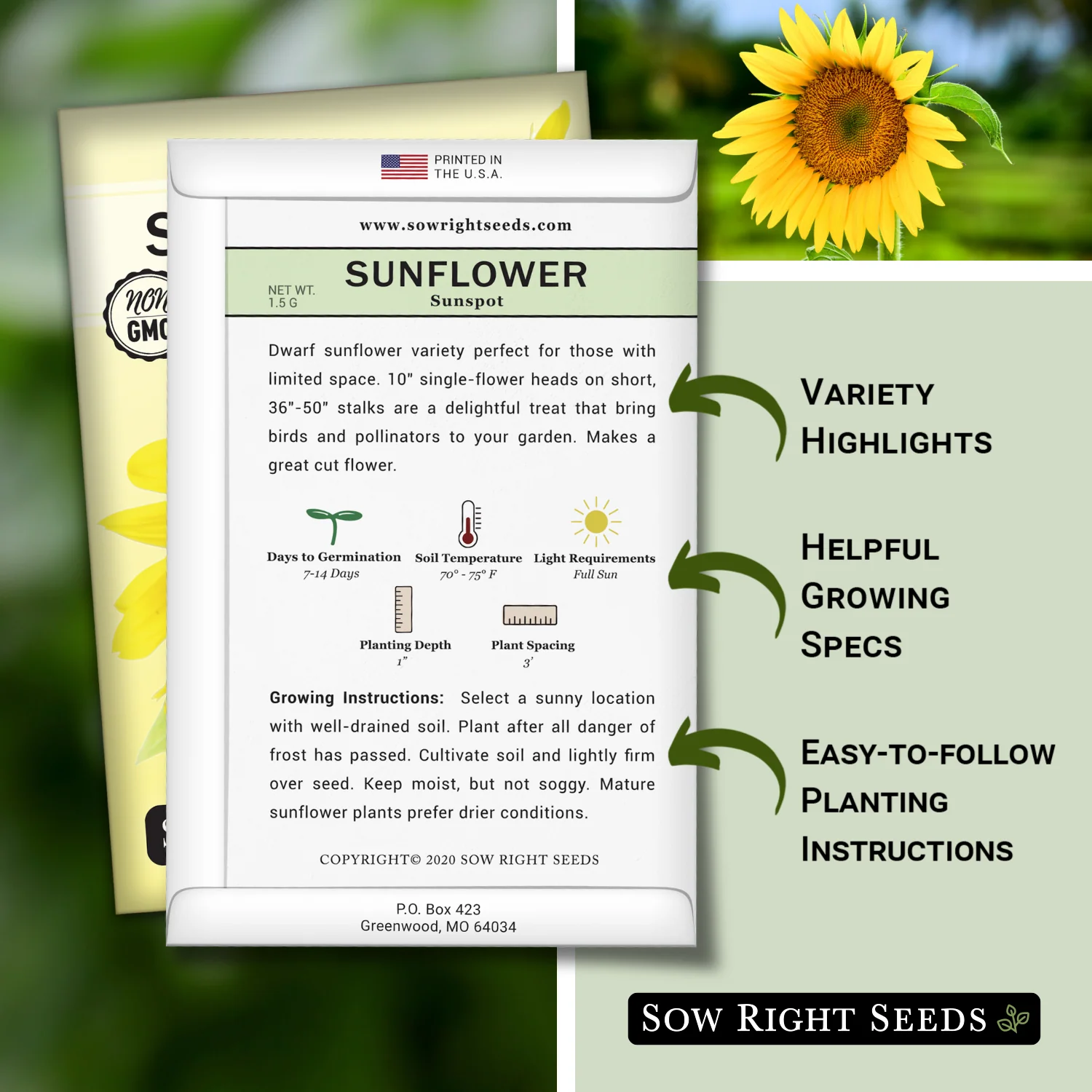 Sunspot Sunflower