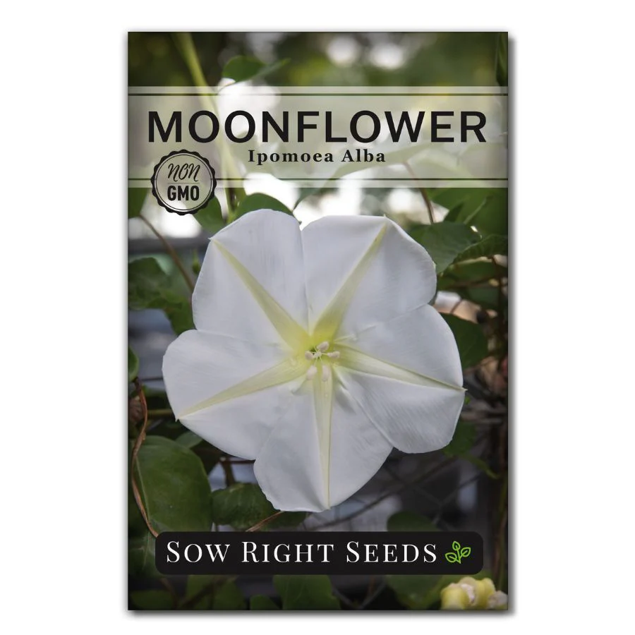 Moonflower Seeds