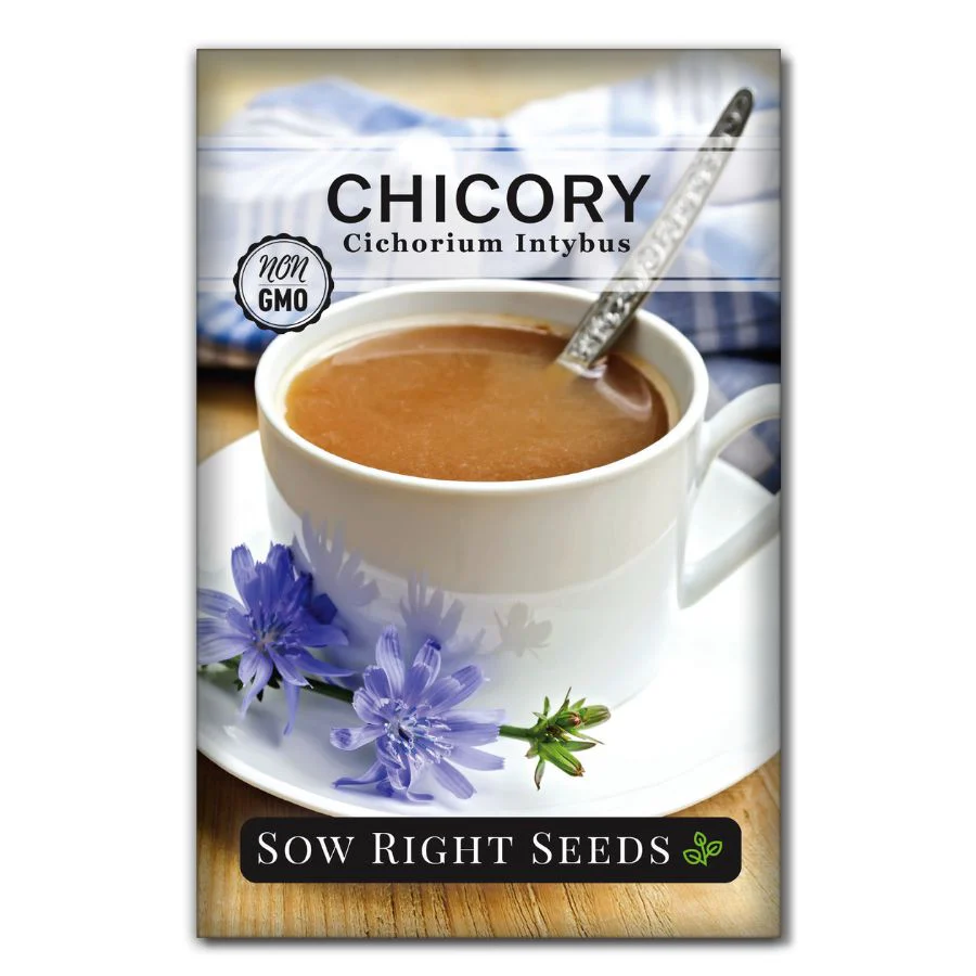 Chicory