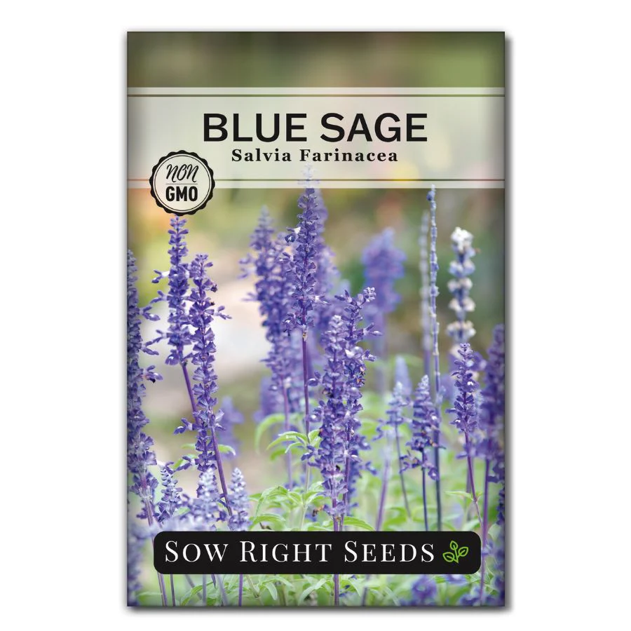 Blue Sage