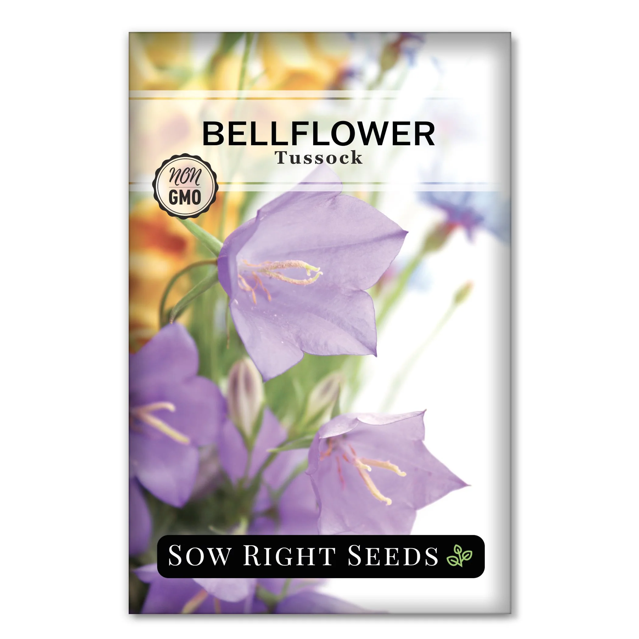 Tussock Bellflower