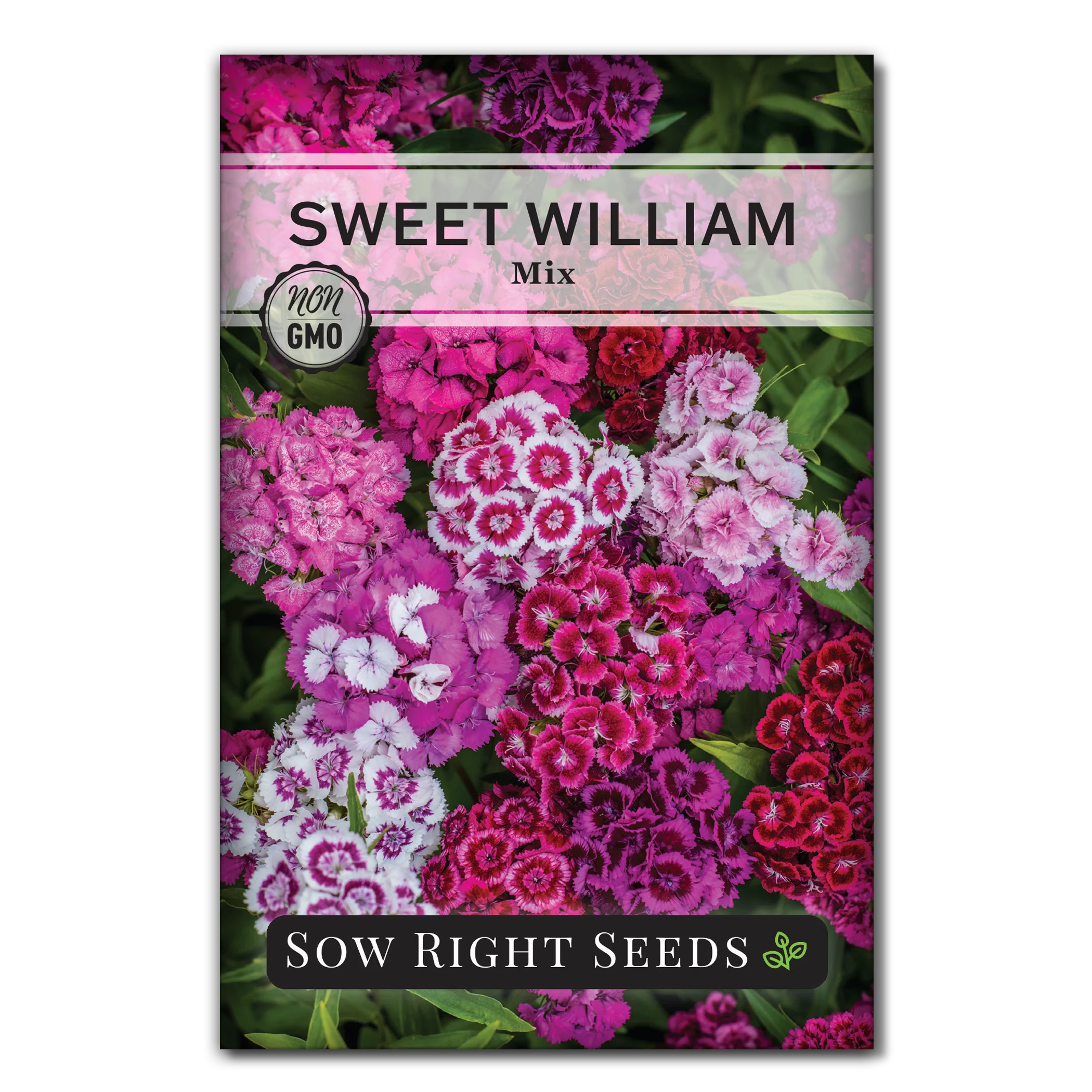 Sweet William Mix
