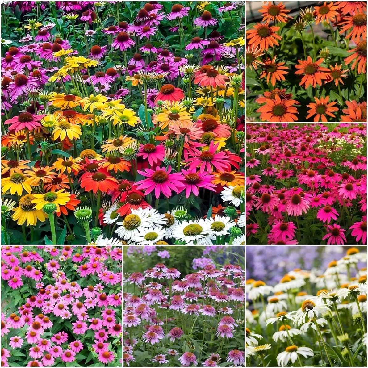 1200+ Mixed Color Echinacea Seeds - Perennial Multi-Color Coneflower, Non-GMO Heirloom for Gardens, Pollinators & Cut Flowers