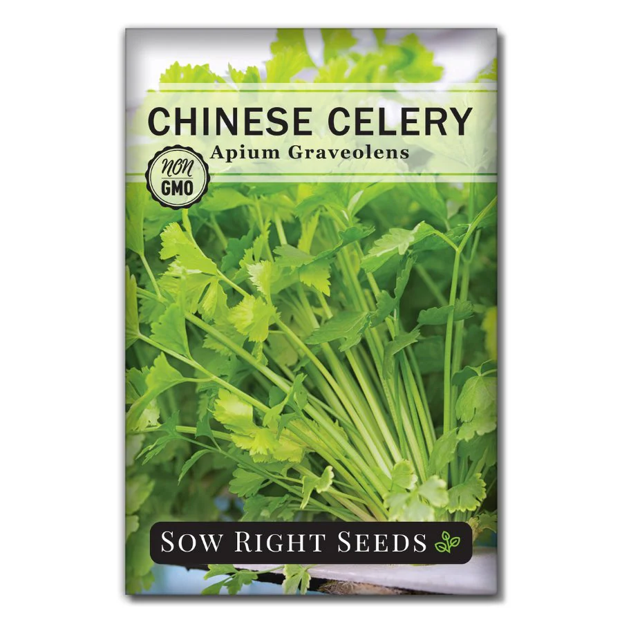 Chinese Celery