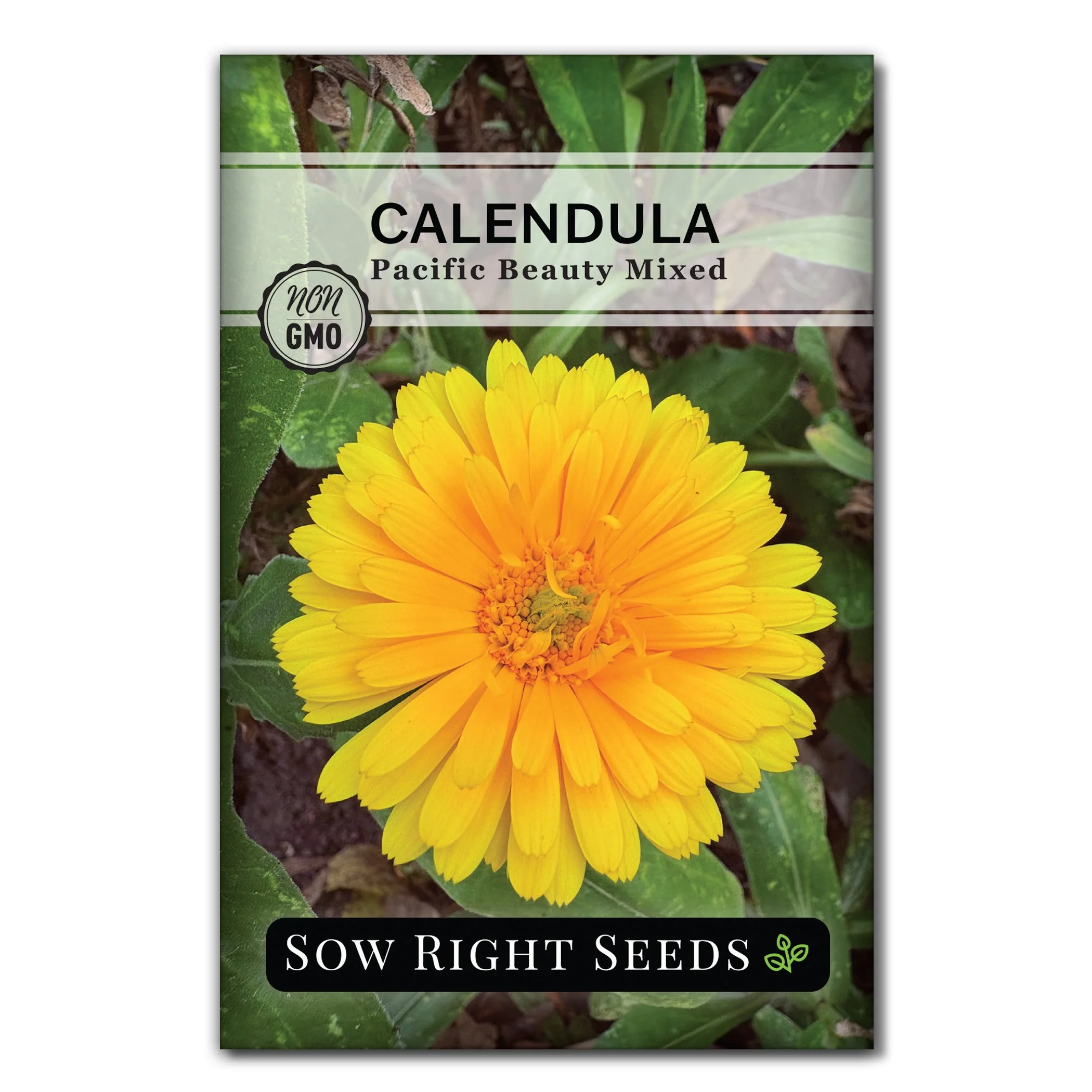 Pacific Beauty Mixed Calendula