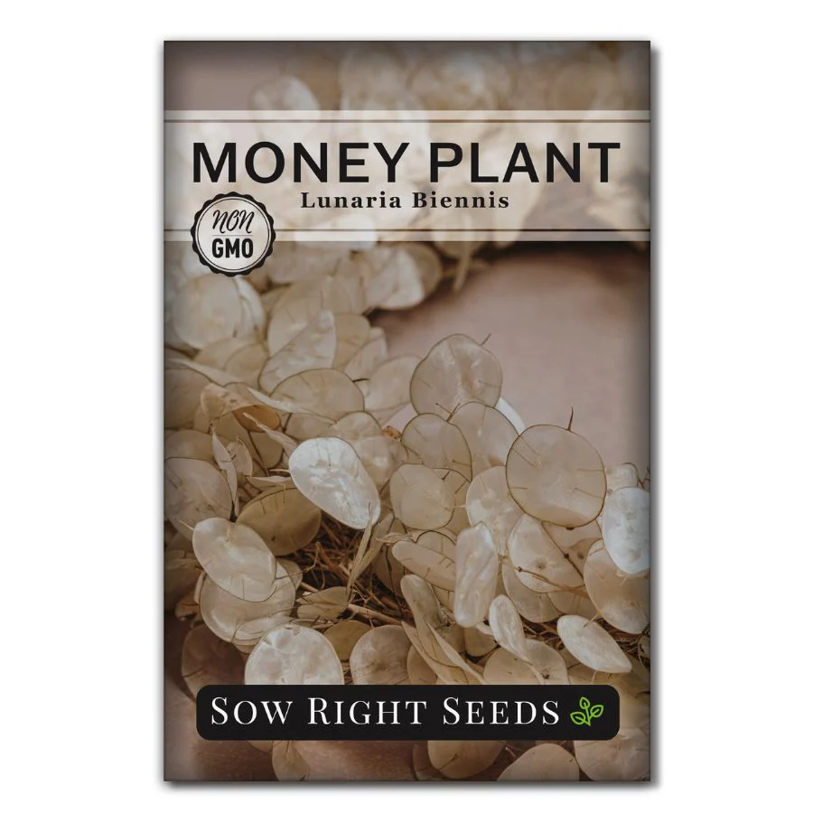 Money Plant