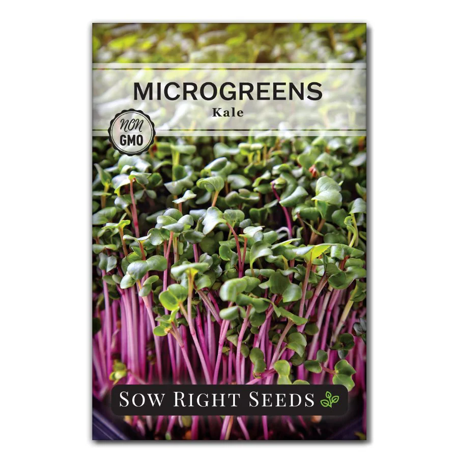 Microgreens Red Kale