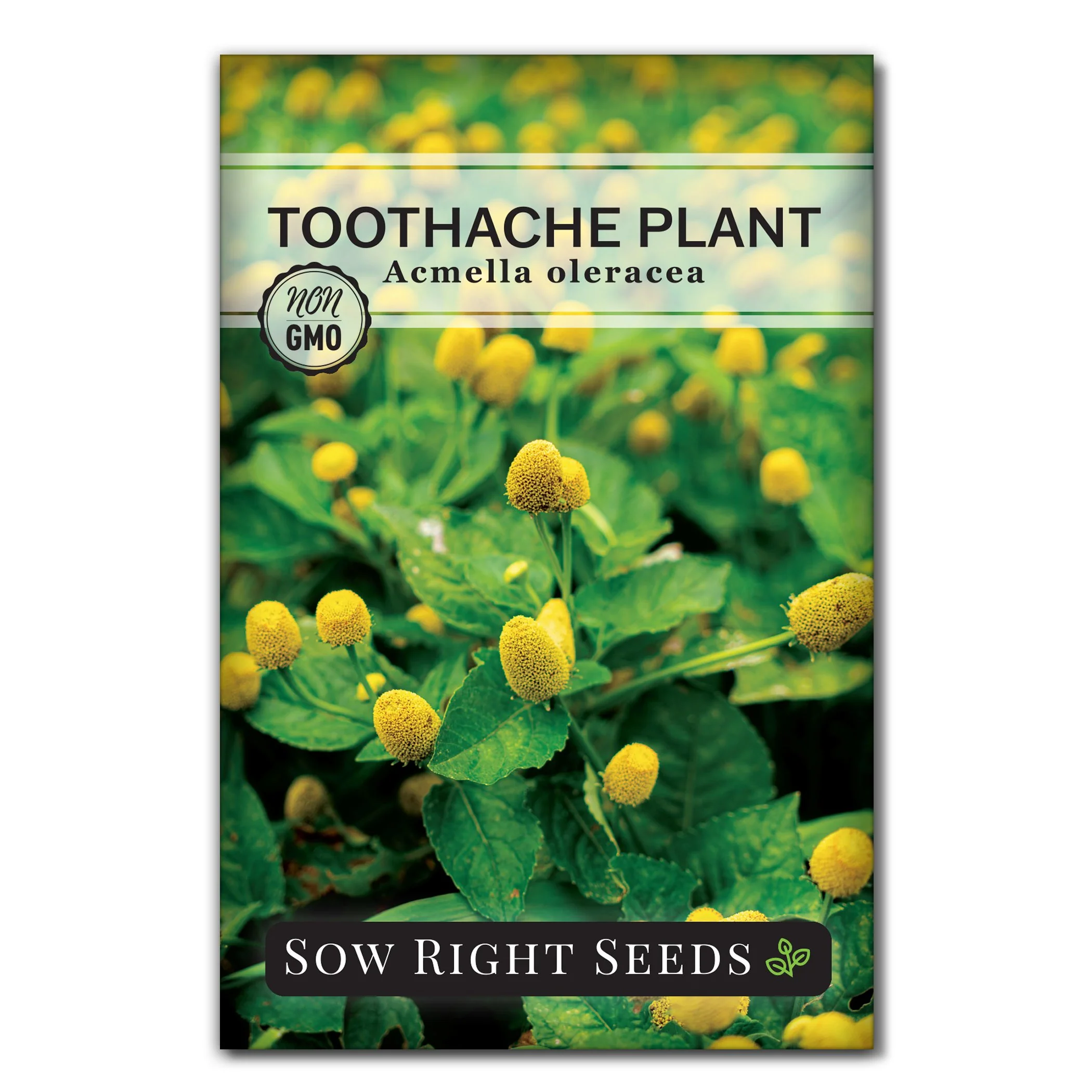 Toothache Plant Seeds
