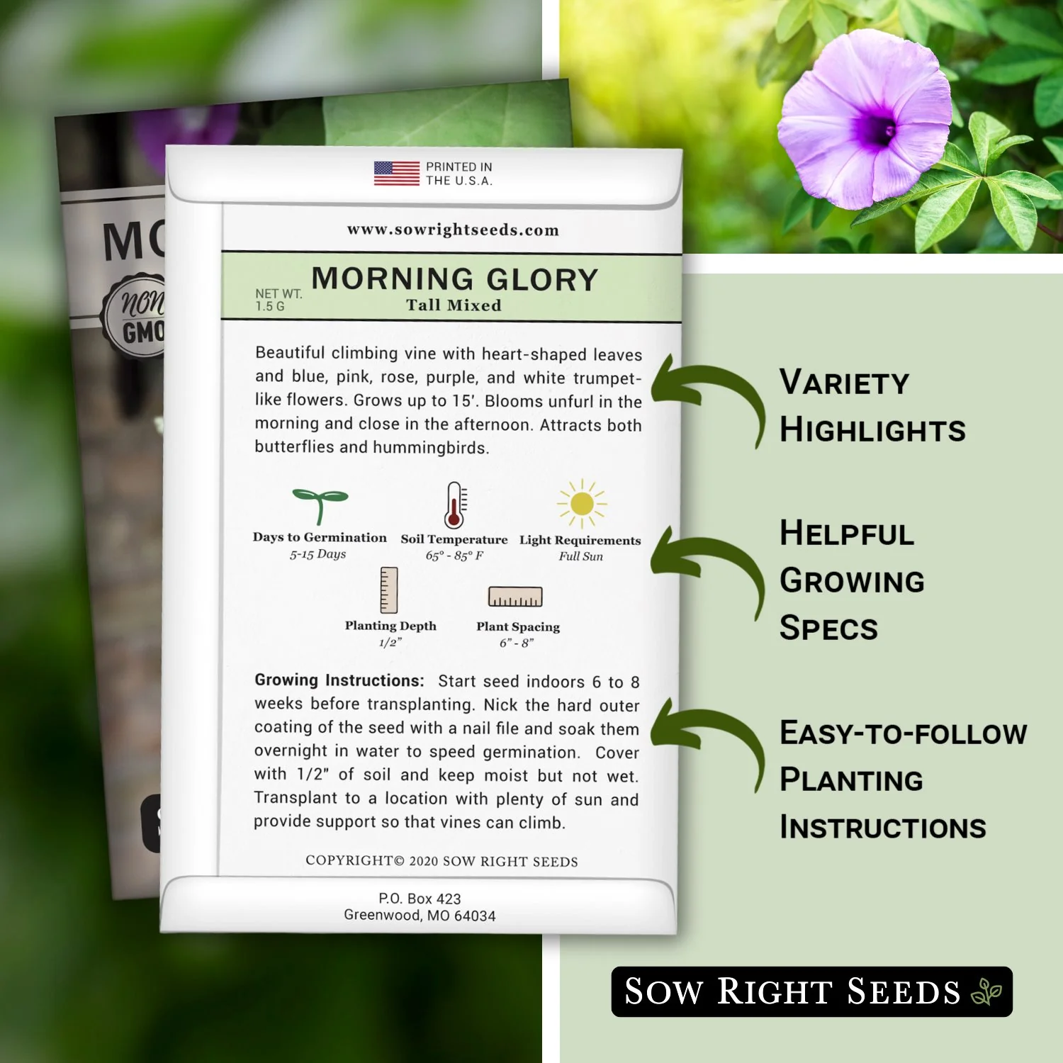 Tall Mixed Morning Glory