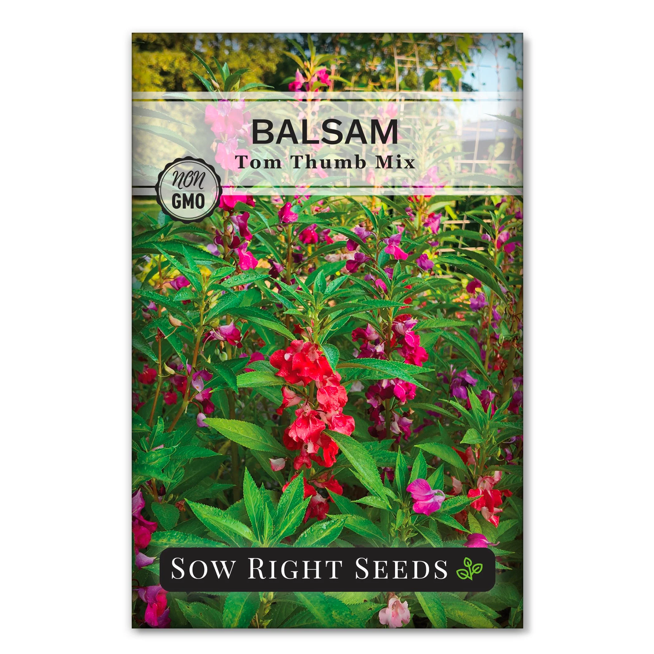 Tom Thumb Balsam
