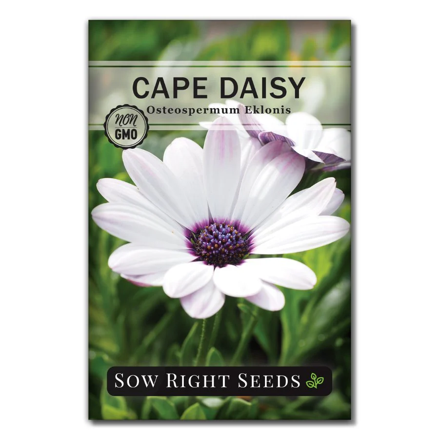 Cape Daisy