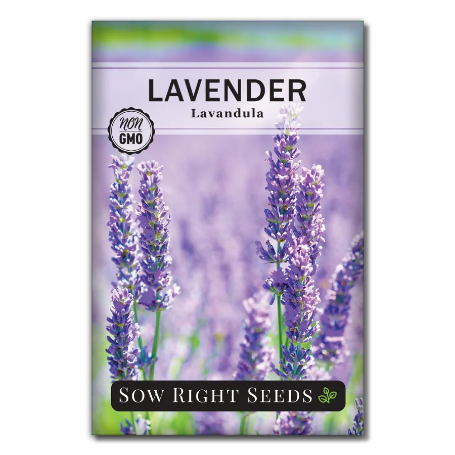 English Lavender