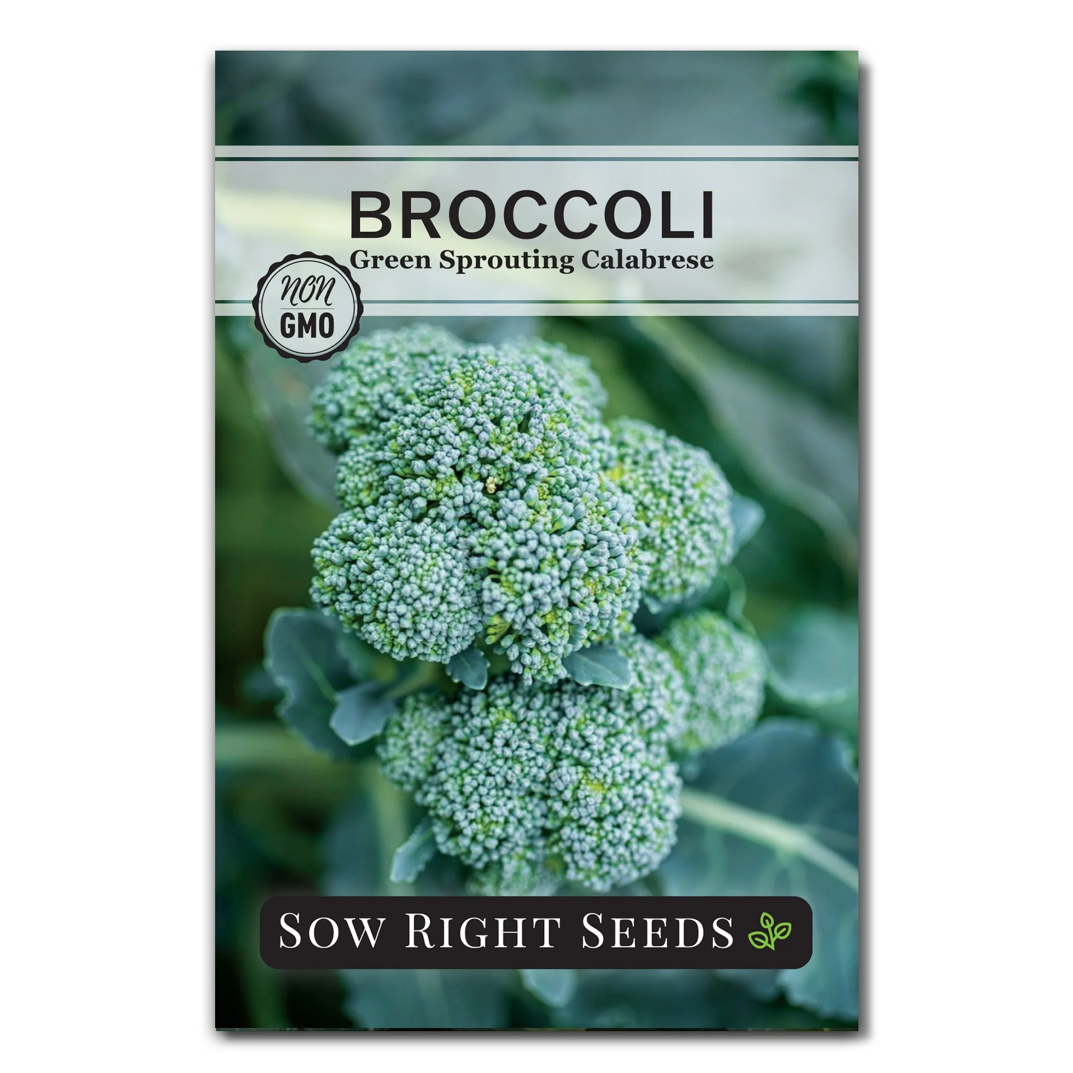 Green Sprouting Calabrese Broccoli Seeds