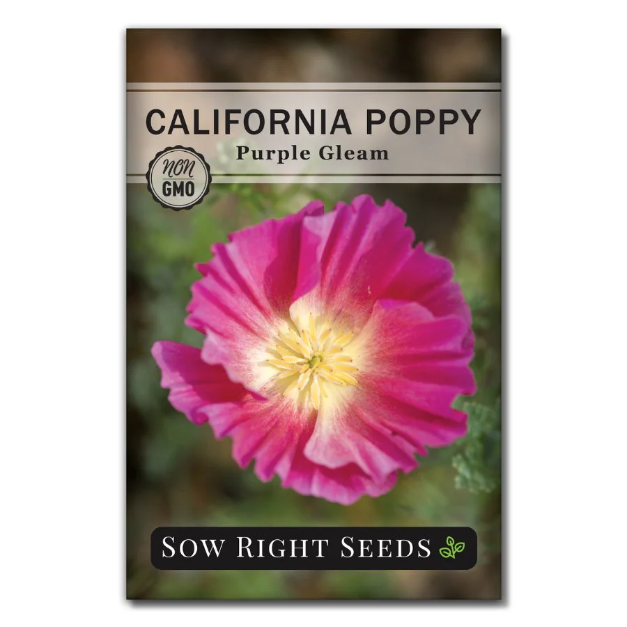 Purple Gleam California Poppy