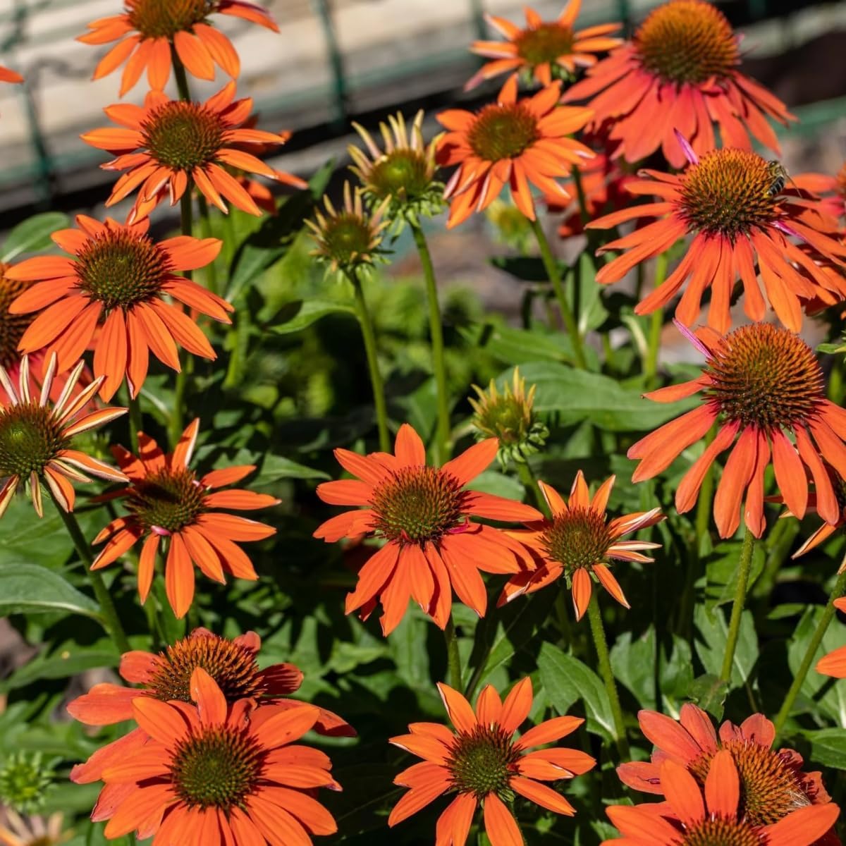 1200+ Mixed Color Echinacea Seeds - Perennial Multi-Color Coneflower, Non-GMO Heirloom for Gardens, Pollinators & Cut Flowers