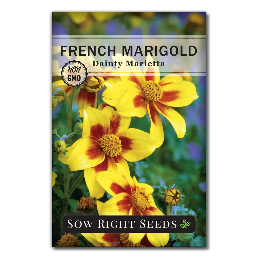 Dainty Marietta French Marigold