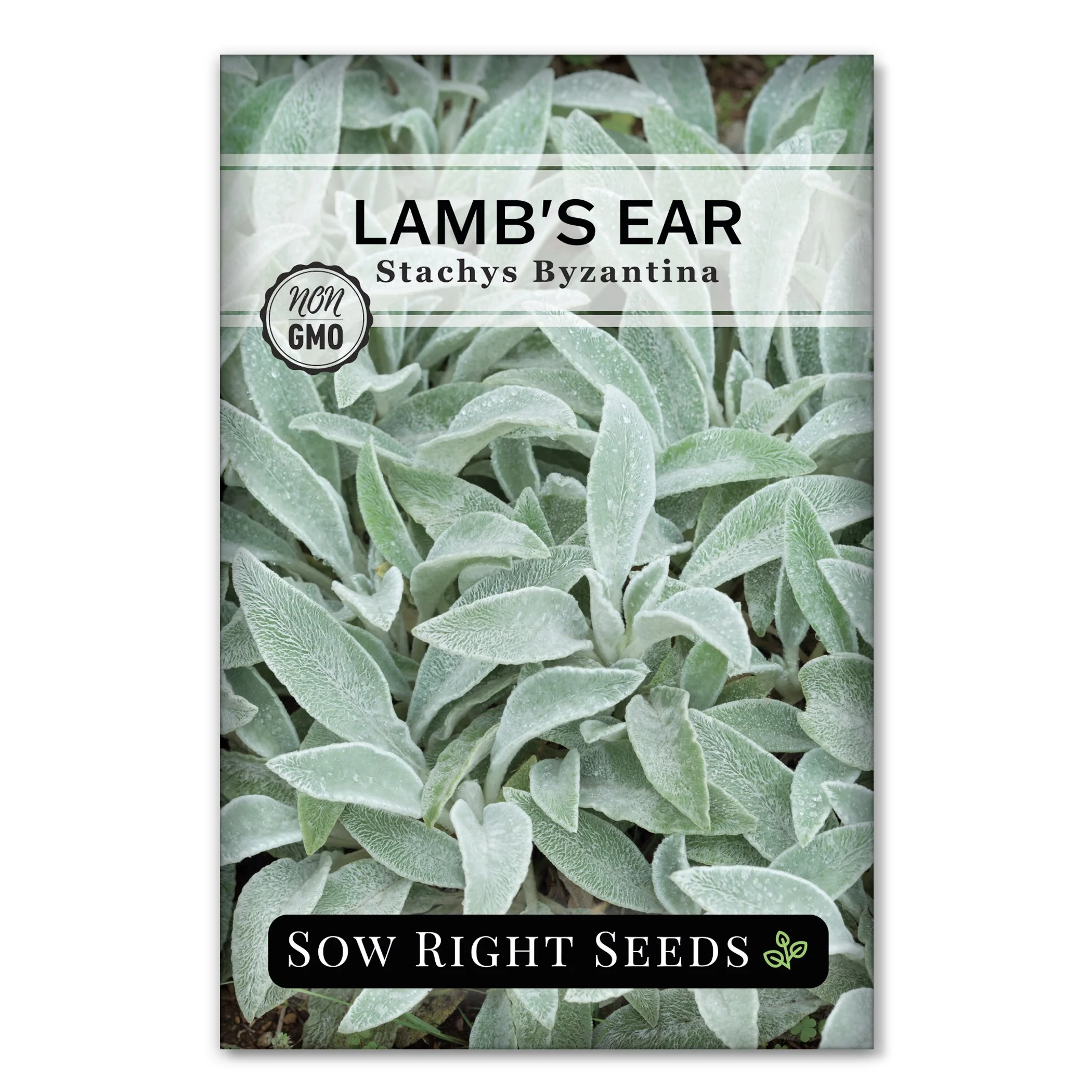 Lamb's Ear