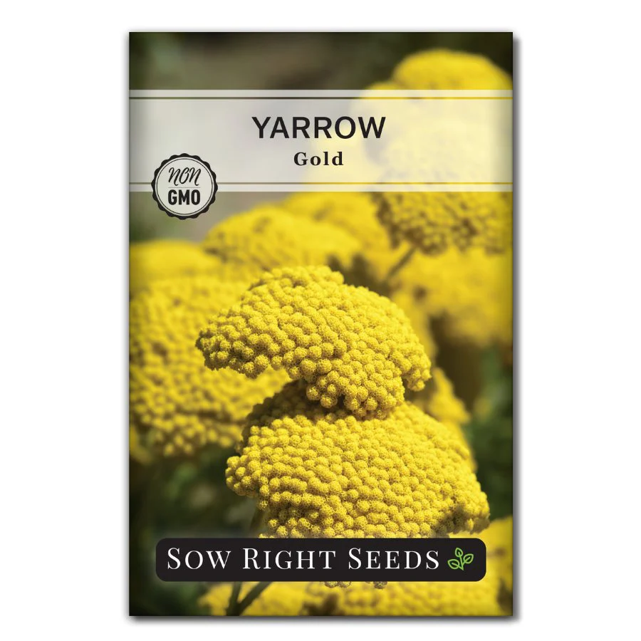 Gold Yarrow