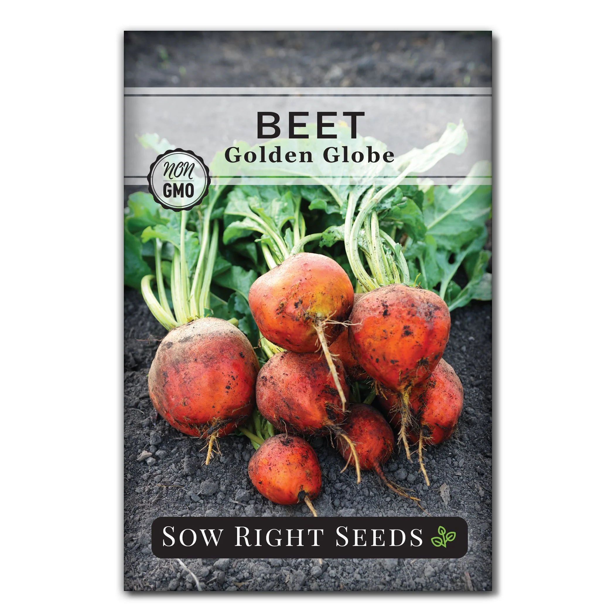 Golden Globe Beet