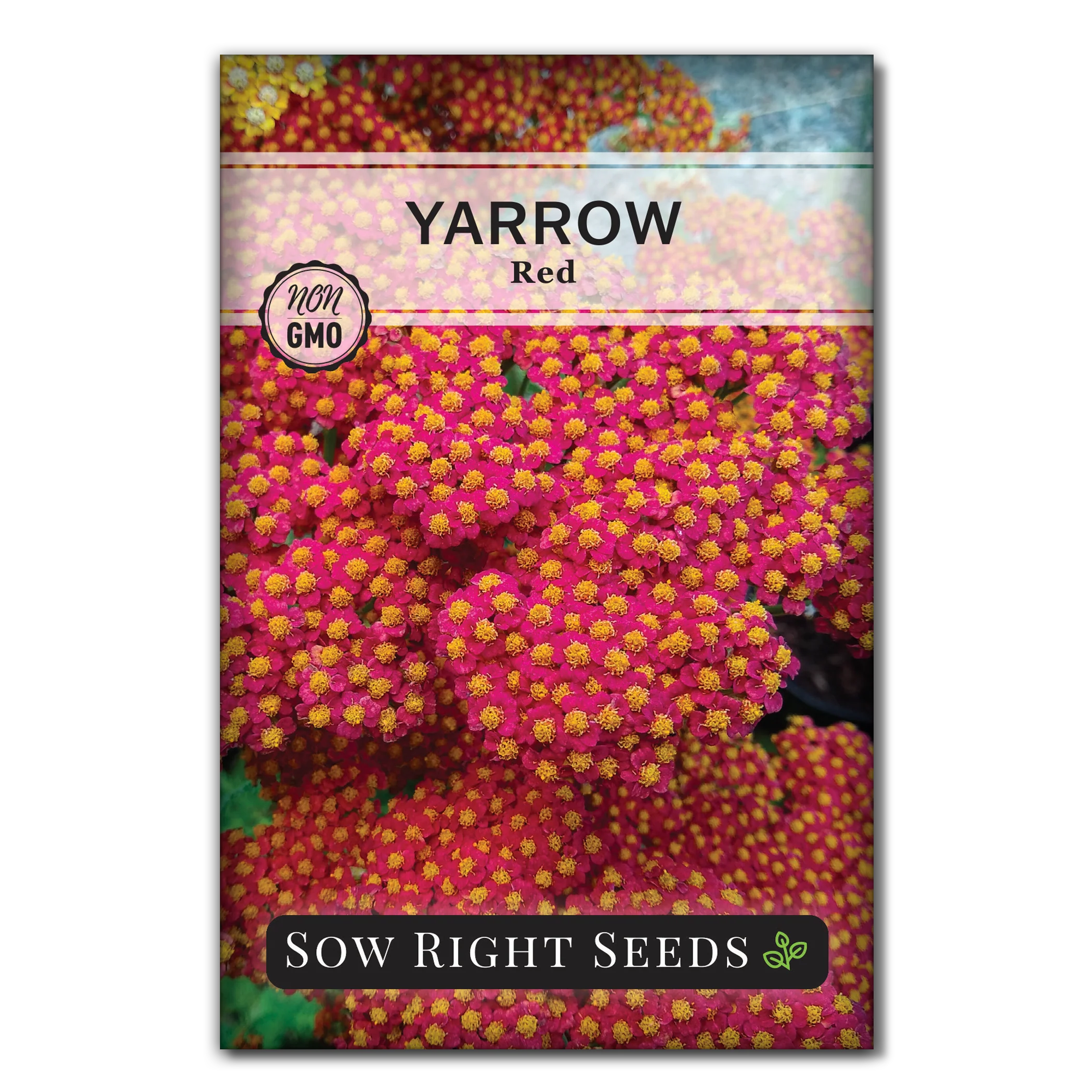 Red Yarrow