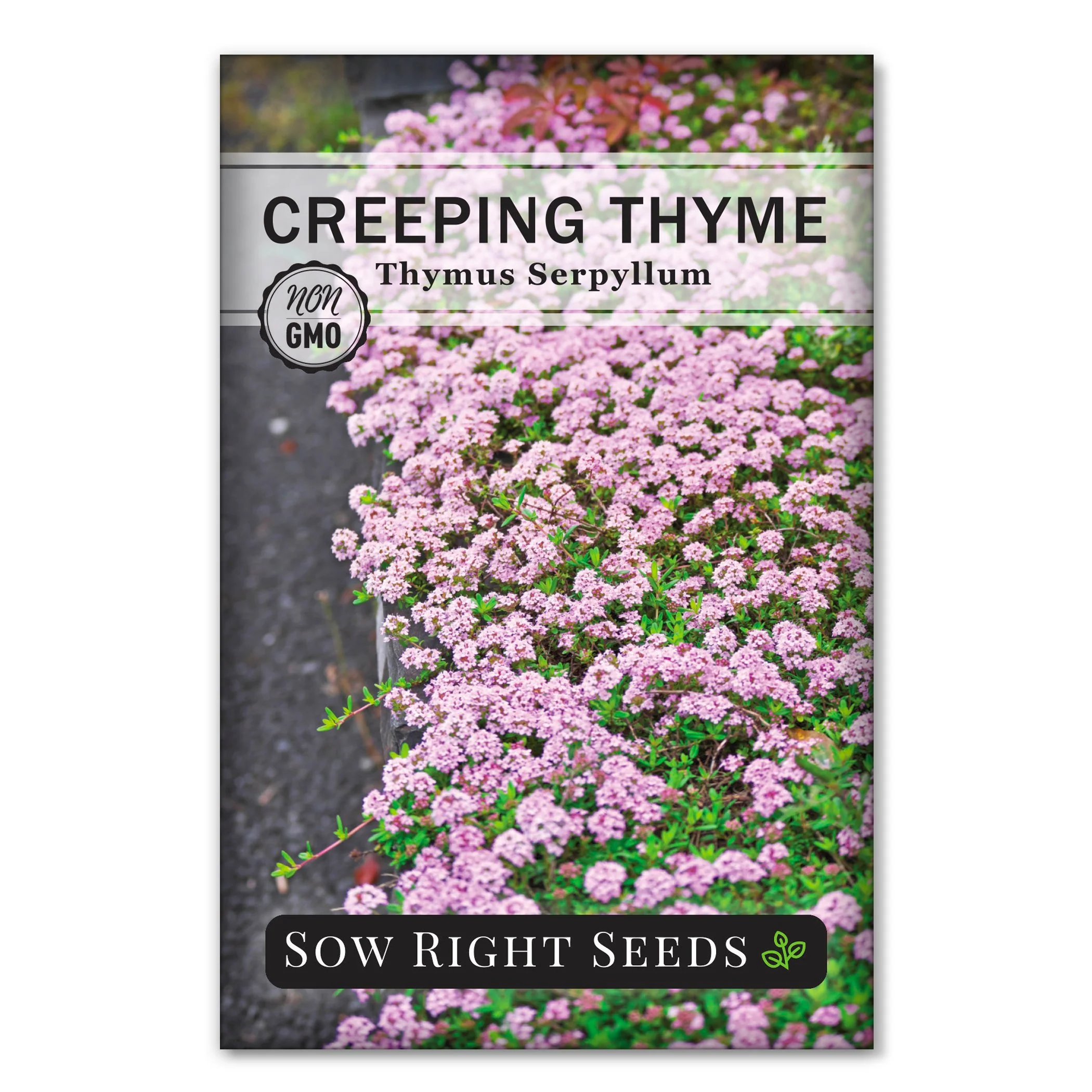 Creeping Thyme
