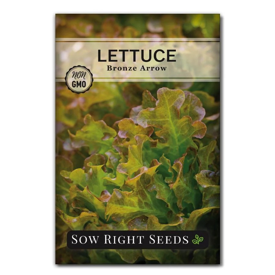 Bronze Arrow Lettuce