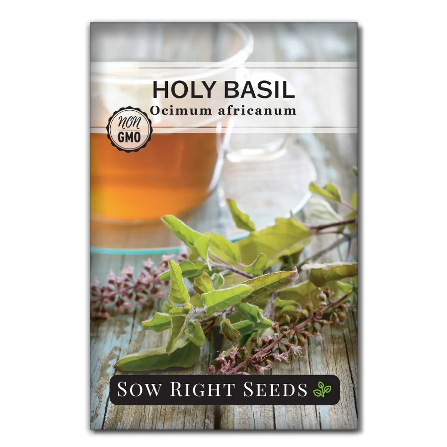 Holy Basil