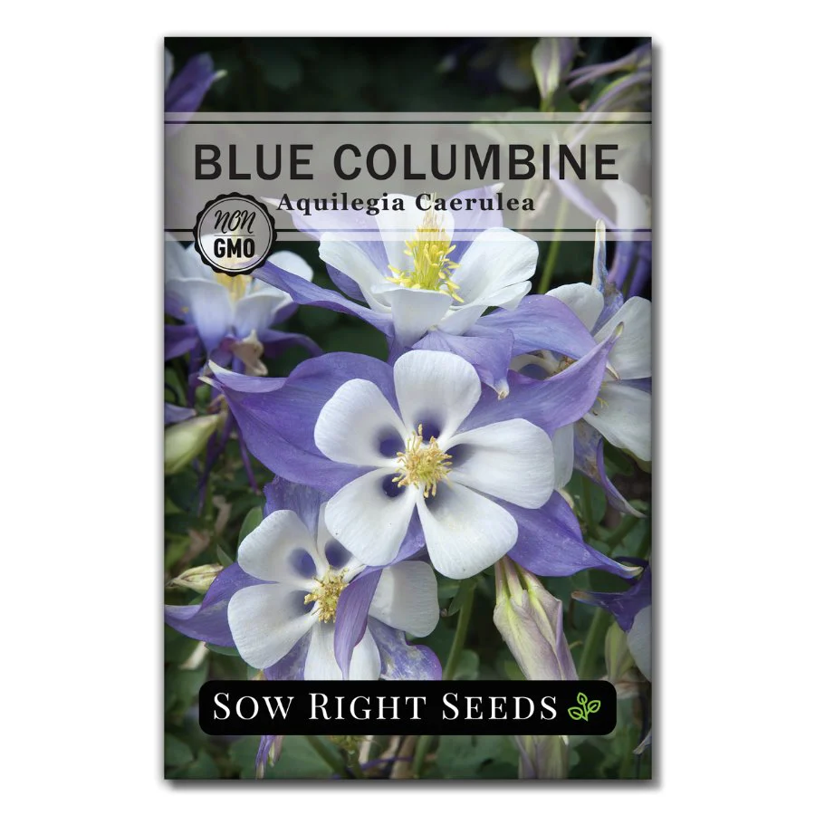 Blue Columbine