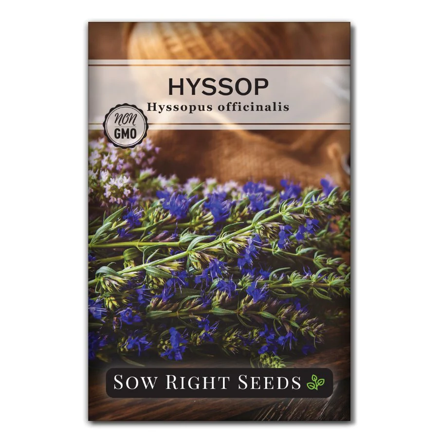 Hyssop