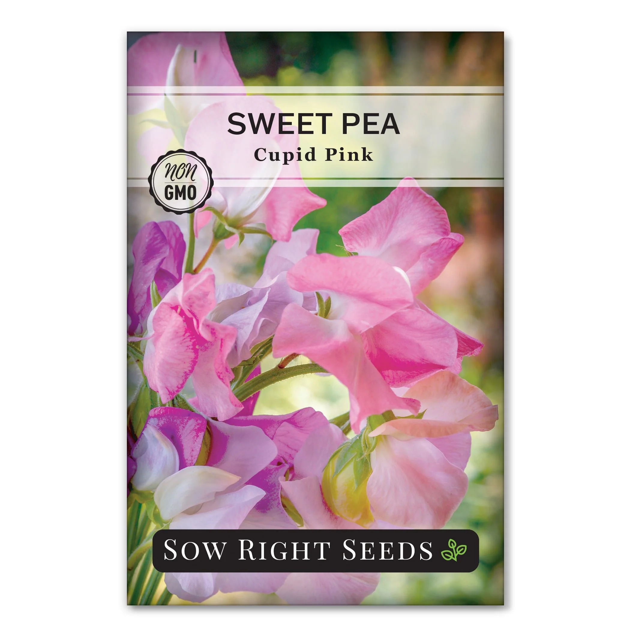 Cupid Pink Sweet Pea Seeds