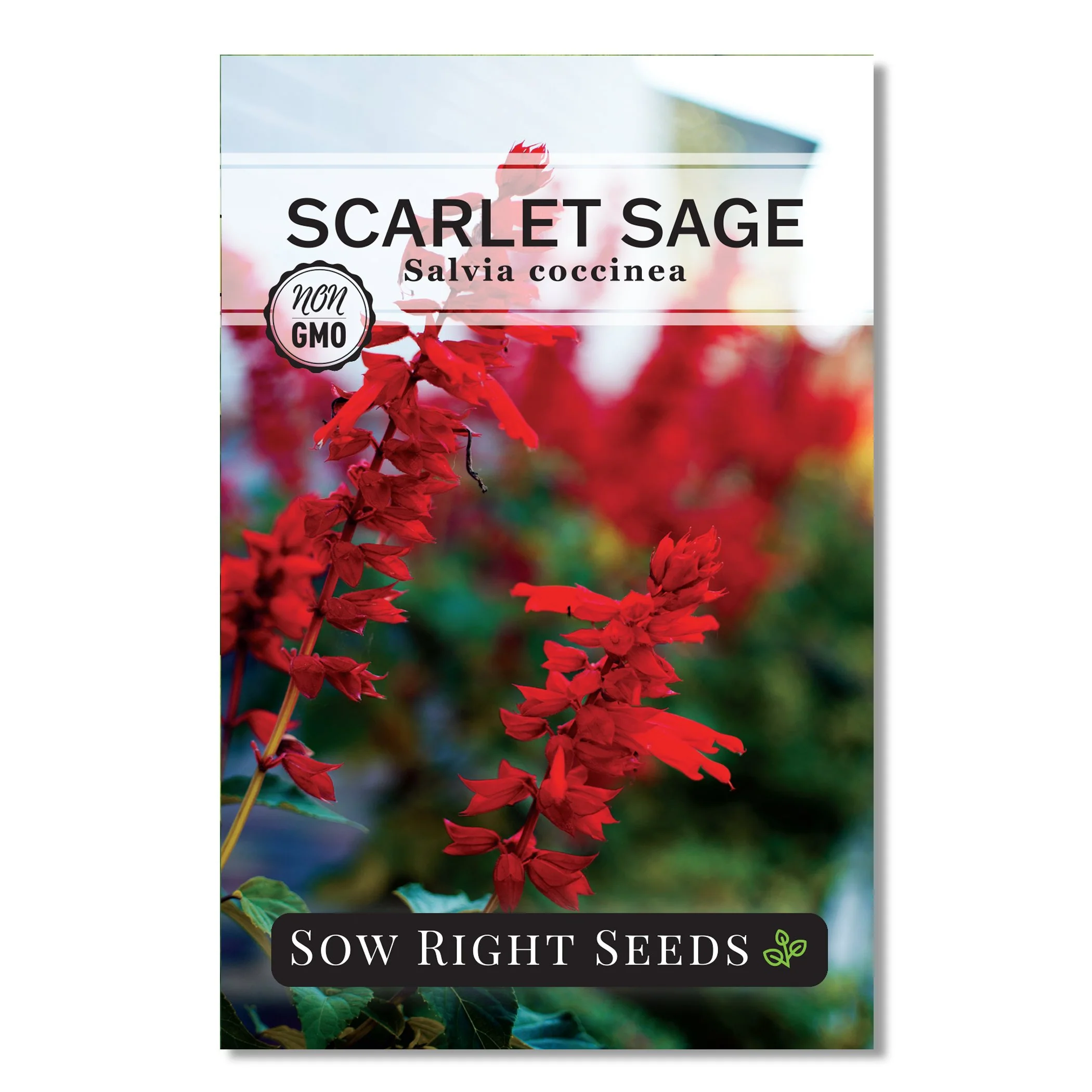 Scarlet Sage Seeds