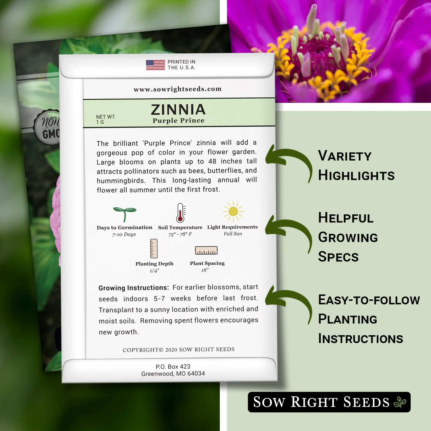 Purple Prince Zinnia