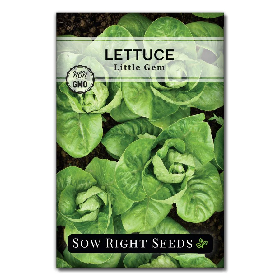 Little Gem Lettuce