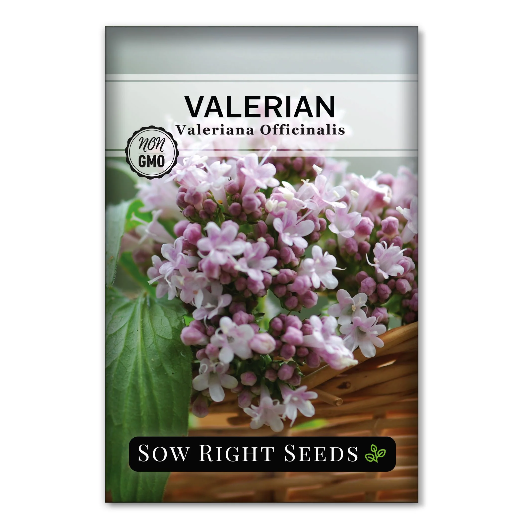 Valerian Seeds