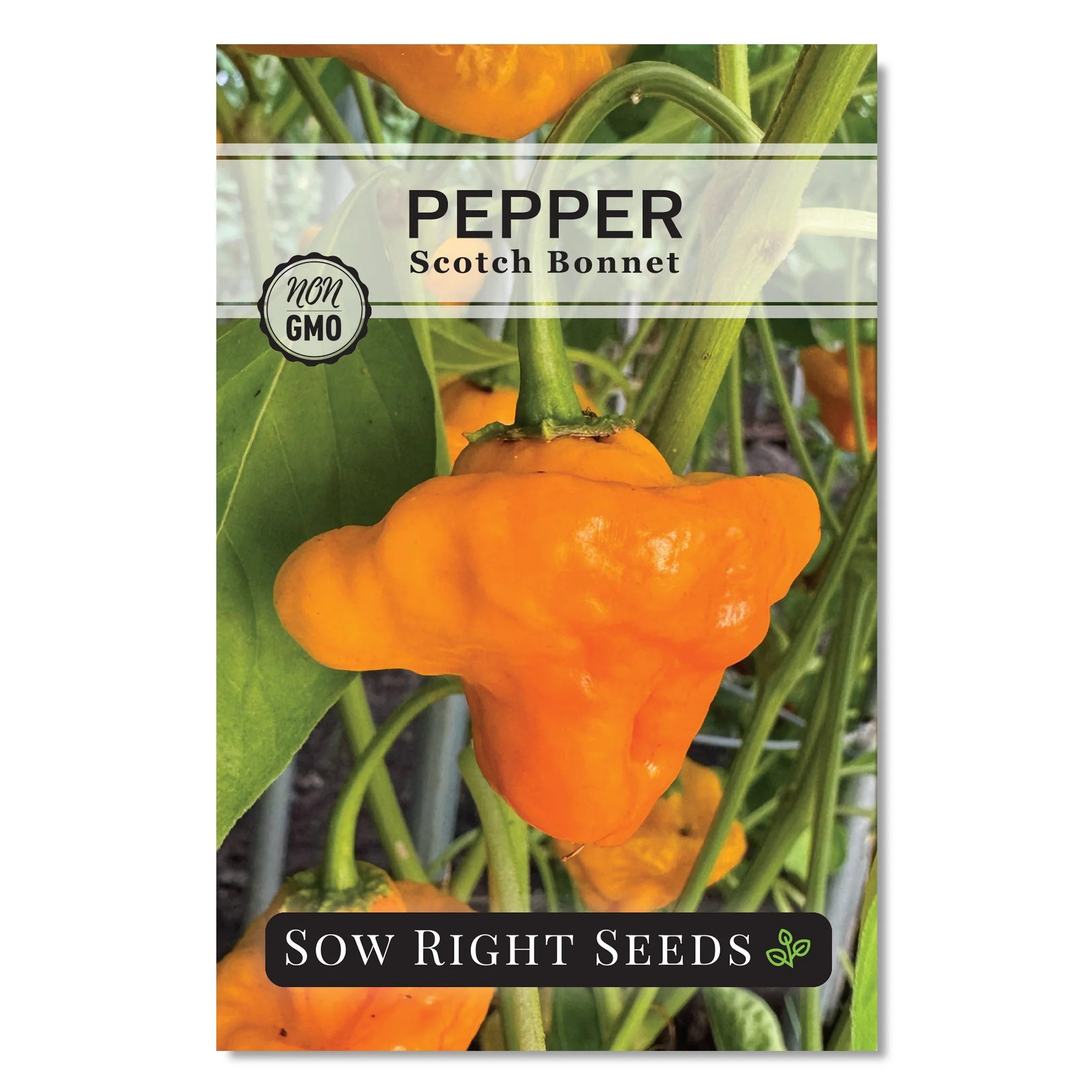 Scotch Bonnet Pepper Seeds